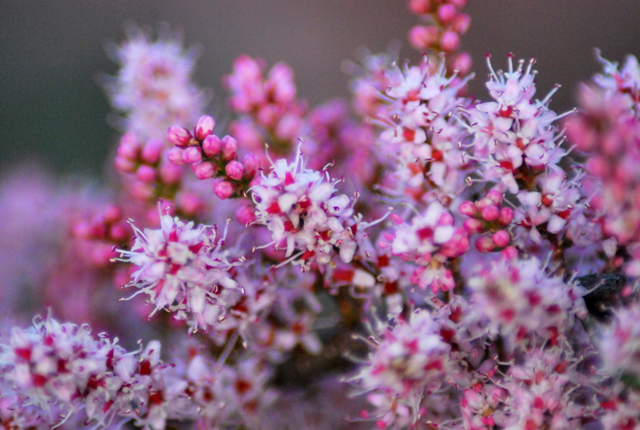 Flores en espiga